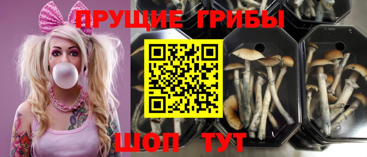 продажа наркотиков  Псилоцибиновые грибы мицелий  Минеральные Воды  Вход с VPN  Галлюциногенные грибы Magic Shrooms 